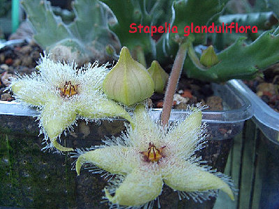 Stapelia glanduliflora.jpg