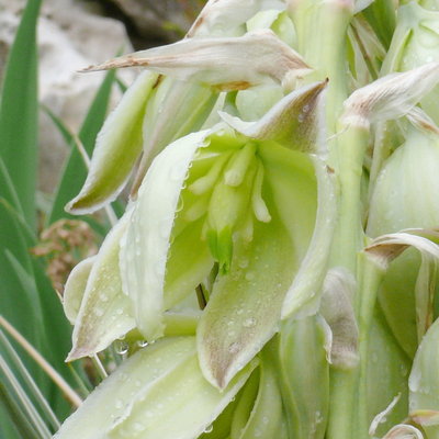 155 P1090050e Yucca spec. Bild 1. Juni 2012 Blütenausschnitt.jpg