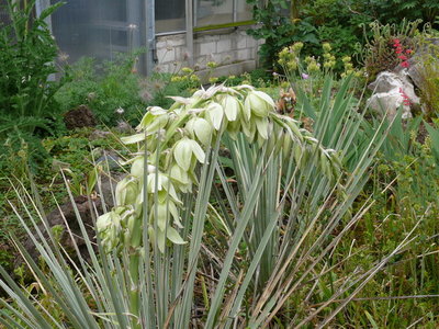 153 P1090049b Yucca spec. Bild 1. Juni 2012.jpg