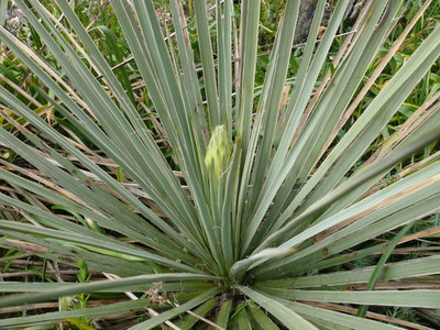 151 P1080871b Yucca spec. Bild 10. Mai 2012.jpg