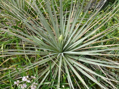 150 P1080868b Yucca spec. Reppenhagen Bild 10. Mai 2012.jpg