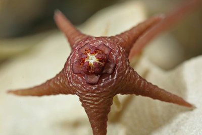 Stapelia parvula (FH11,010) 010.JPG