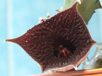 huernia_pendurata_bluete-3-zipfelig-makro (PS).jpg