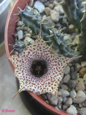 Huernia hislopii 01092009.JPG