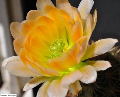 echinocereus 151.JPG