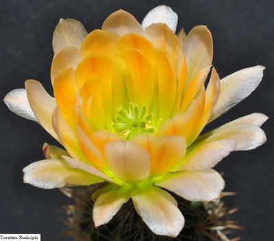 echinocereus 103.JPG