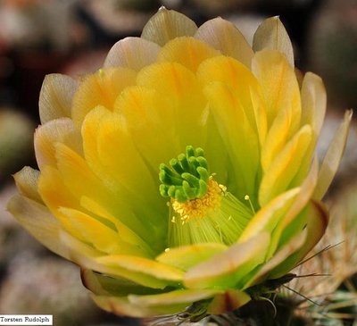 echinocereus 011.JPG