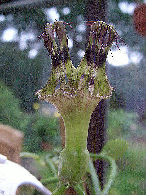 C. denticulata mit Zwillingsblüte