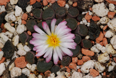 Frithia humilis 01.JPG