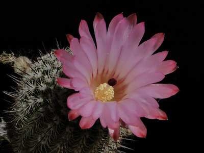 Notocactus roseiflorus 2012 Juno21-2.jpg