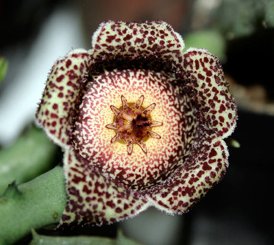 Orbeanthus_hardyi03_klein.jpg