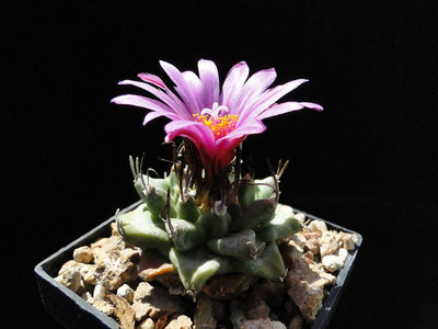 Turbinicarpus alonsoi, Adjuntas 2011 Juli16-4.jpg