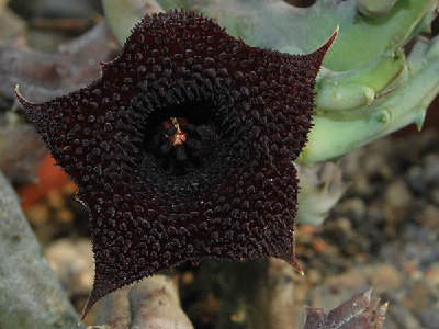 huernia.pendurata.jpg