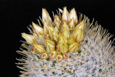 Mammillaria duwei 01.JPG