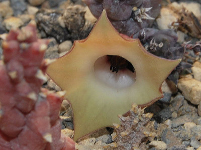 huernia.bayeri.jpg