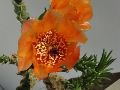 Austrocylindropuntia verschaffeltii 2012 Juli01-10.jpg