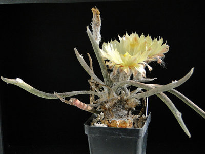 Astrophytum caput medusae 2012 Juli04-3.jpg