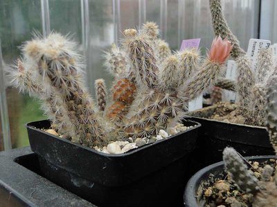 Pterocactus valentinii HS339 2012 Juli09.jpg