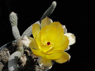 Pterocactus megliolii HPT280 2011 Juli10-8.jpg