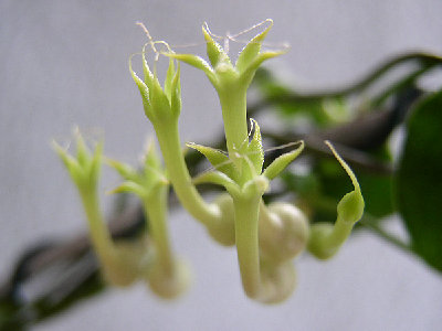 c.multiflora.jpg