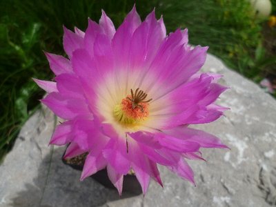 Echinocereus rigidissimus ssp. rubispinus