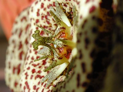 Orbea variegata Blüte seitlich.JPG