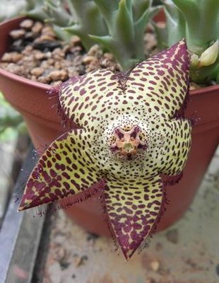 Orbea speciosa - Kopie.JPG