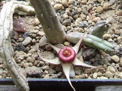 huernia_procumbens_bluete_makro.jpg