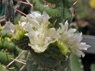 Euphorbia spiralis