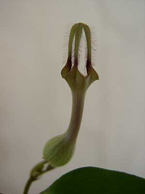 c.bulbosa2.jpg