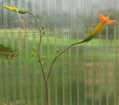 Blütenstand mit Einzelblüte