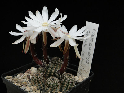 Pygmaecereus akersii familaris 2012 Juno16.jpg