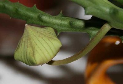 orbea-variegata-knospe.jpg