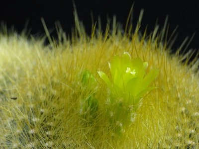 Notocactus graessneri 2012 August21-4.jpg