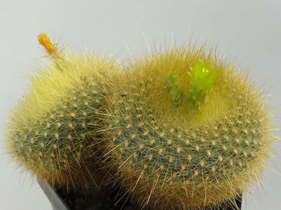 Notocactus graessneri 2012 August21.jpg