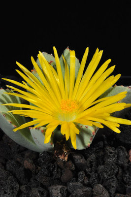 Schwantesia borcherdsii 11.JPG