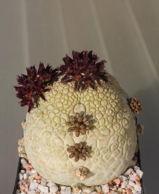 Pseudolithos_migurtinus_100906_1854.jpg