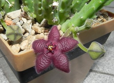 Stapelia scitula.JPG