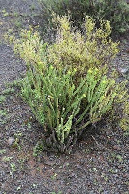 IMG_9243 Stapelia arenosa.JPG