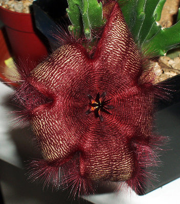 stapelia_spec3_03_klein.jpg