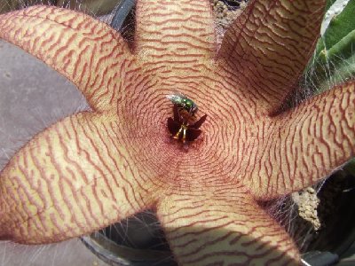 stapelia_gigantea_bluete_6-zipfelig (PS).jpg