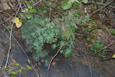 Aeonium spathulathum.JPG