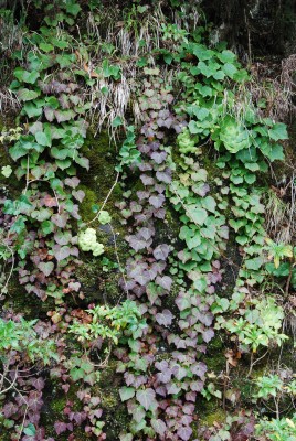 Aeonium subplanum 03.JPG