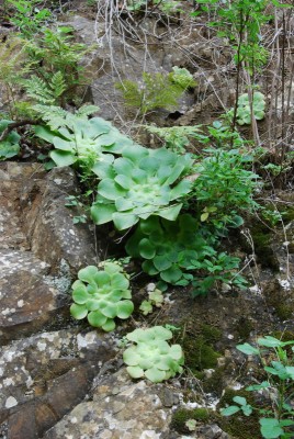 Aeonium subplanum 07.JPG