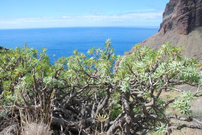 Euphorbia balsamifera 01.JPG