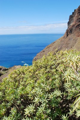 Euphorbia balsamifera 03.JPG