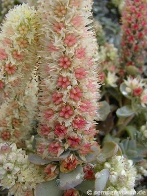 Orostachys boehmeri 'Keiko'