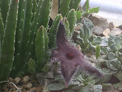 stapelia.arnotii..jpg