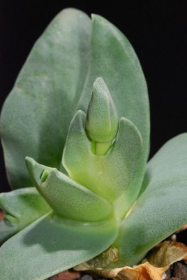 Cheiridopsis peculiaris 03.JPG