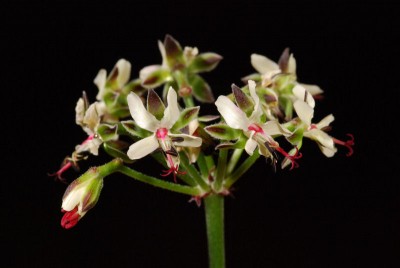 Pelargonium laxum 03.JPG